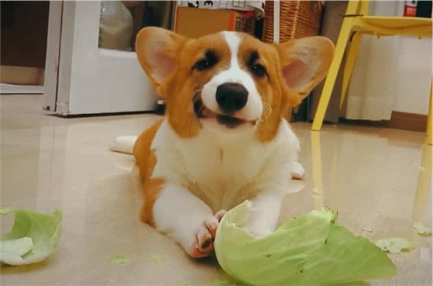 狗狗能吃的“人类食物”到底有哪些？不知道的，看过来
