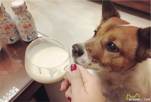 狗狗能吃的“人类食物”到底有哪些？不知道的，看过来