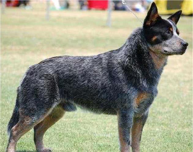 澳洲牧牛犬之FCI标准
