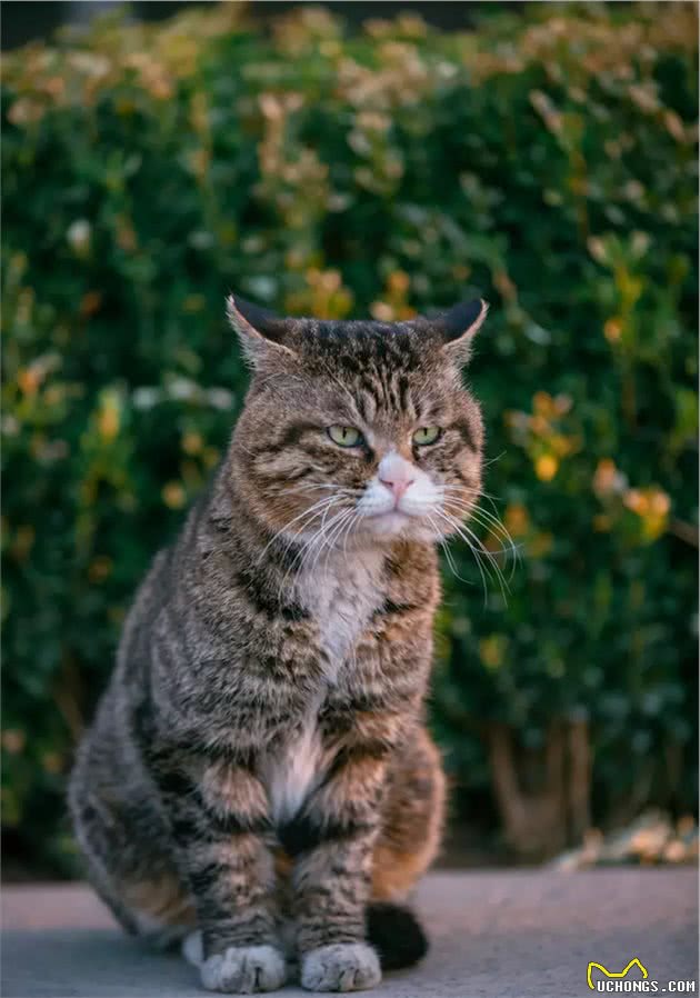 大橘猫气质高冷，方脸大狸猫追求不到一脸哀怨