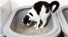 猫咪便血是怎么回事，又是什么导致的？