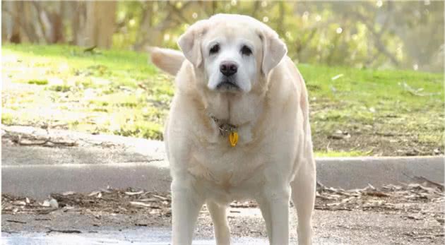 饲养拉布拉多犬，这六个饮食误区，千万不要踩