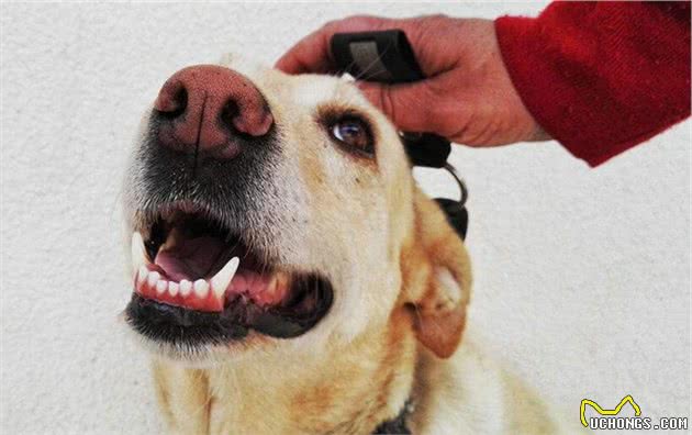 饲养拉布拉多犬，这六个饮食误区，千万不要踩