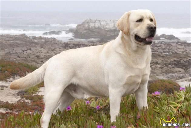 饲养拉布拉多犬，这六个饮食误区，千万不要踩