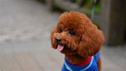 泰迪犬内心有5大“性格”，你家是哪一种，还是混合型？