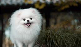 博美不是想养就养的，养了后你的生活会有这5个“痛”