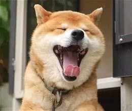 狗狗打哈欠，只是因为困了么？