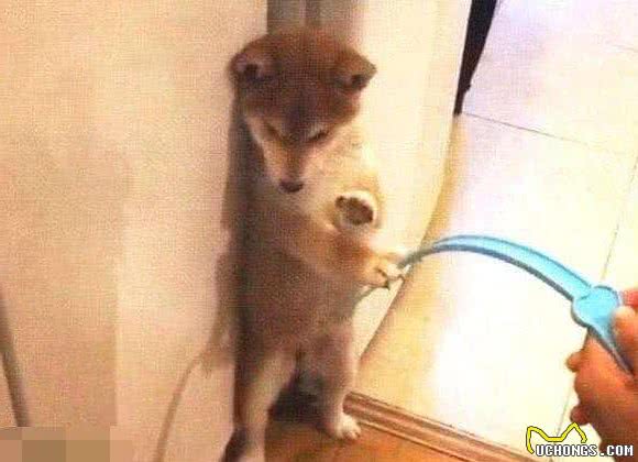 如何避免爱犬咬人和相应处置之法，不要低估狗的智商，调教很重要