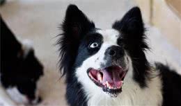 边境牧羊犬不仅智商位居犬类第一名，它有很多优点