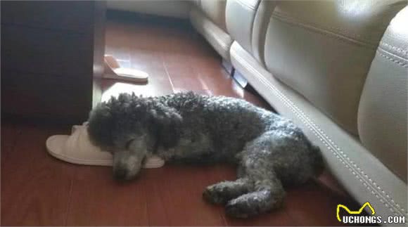 狗狗的这些怪异行为，你见过几个？