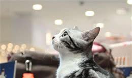 面对长毛猫和短毛猫，我们应该如何选择？