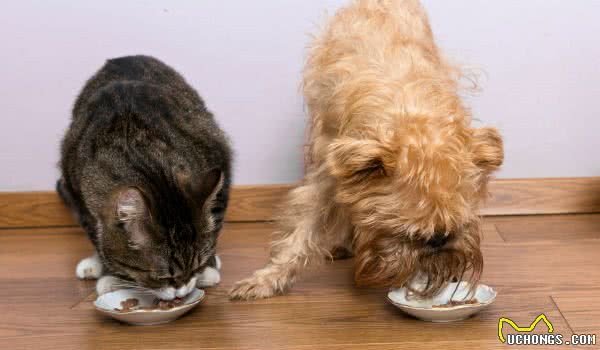 猫粮和狗粮成分差不多，所以狗狗能吃猫粮但最好还是不要让它吃