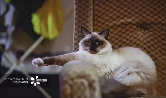 猫咪品种大盘点7：伯曼猫