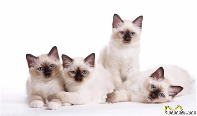 猫咪品种大盘点7：伯曼猫