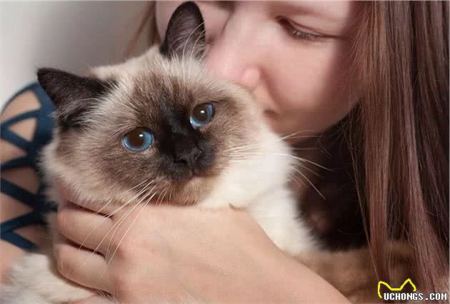 猫咪品种大盘点7：伯曼猫