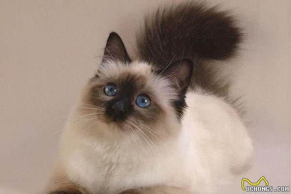 猫咪品种大盘点7：伯曼猫