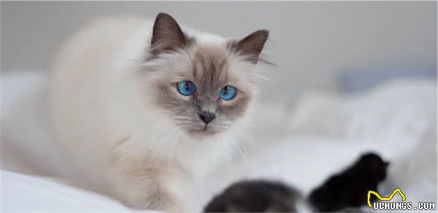 猫咪品种大盘点7：伯曼猫