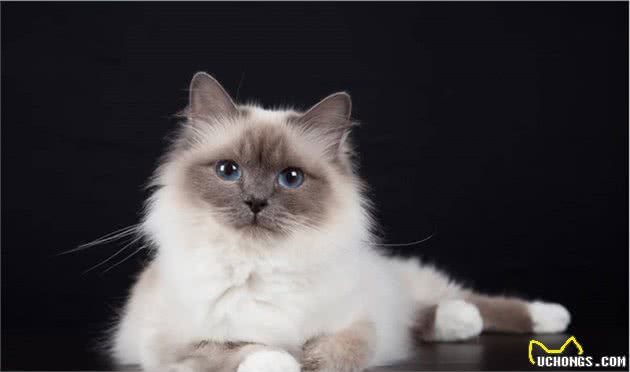 猫咪品种大盘点7：伯曼猫