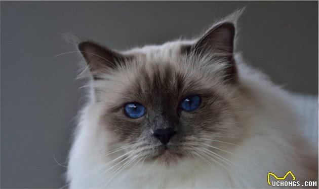 猫咪品种大盘点7：伯曼猫