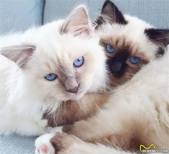 猫咪品种大盘点7：伯曼猫