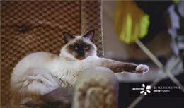 猫咪品种大盘点7：伯曼猫