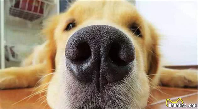 狗狗最喜欢闻的5种气味，越吸越上瘾，你的味道能排第几名？