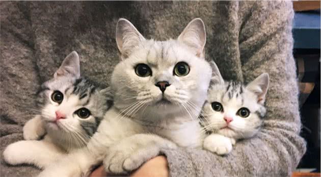 家里猫咪不小心跑丢了不要急！四种方法帮你寻回