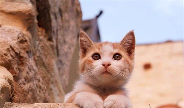 家里猫咪不小心跑丢了不要急！四种方法帮你寻回