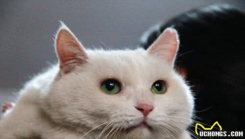家里猫咪不小心跑丢了不要急！四种方法帮你寻回