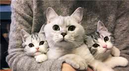 家里猫咪不小心跑丢了不要急！四种方法帮你寻回