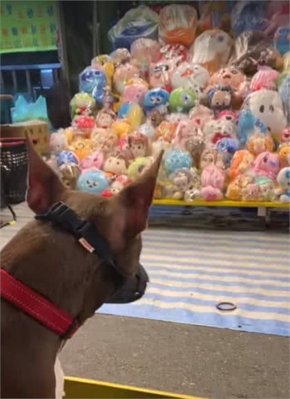 比特犬看到娃娃直接坐下，一脸渴望：主人可以套娃娃给我吗？