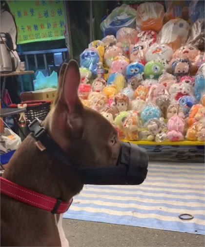 比特犬看到娃娃直接坐下，一脸渴望：主人可以套娃娃给我吗？