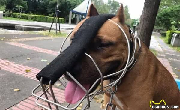 比特犬看到娃娃直接坐下，一脸渴望：主人可以套娃娃给我吗？