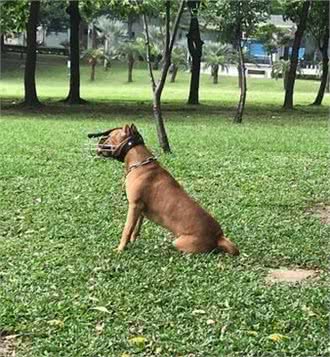 比特犬看到娃娃直接坐下，一脸渴望：主人可以套娃娃给我吗？