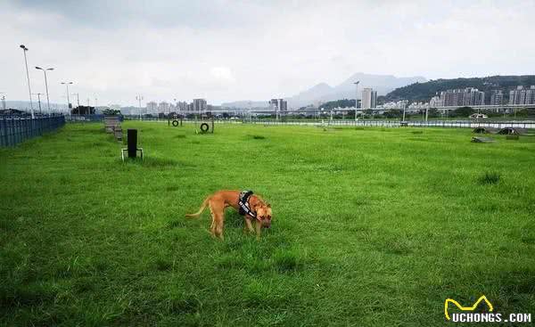 比特犬看到娃娃直接坐下，一脸渴望：主人可以套娃娃给我吗？
