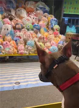 比特犬看到娃娃直接坐下，一脸渴望：主人可以套娃娃给我吗？