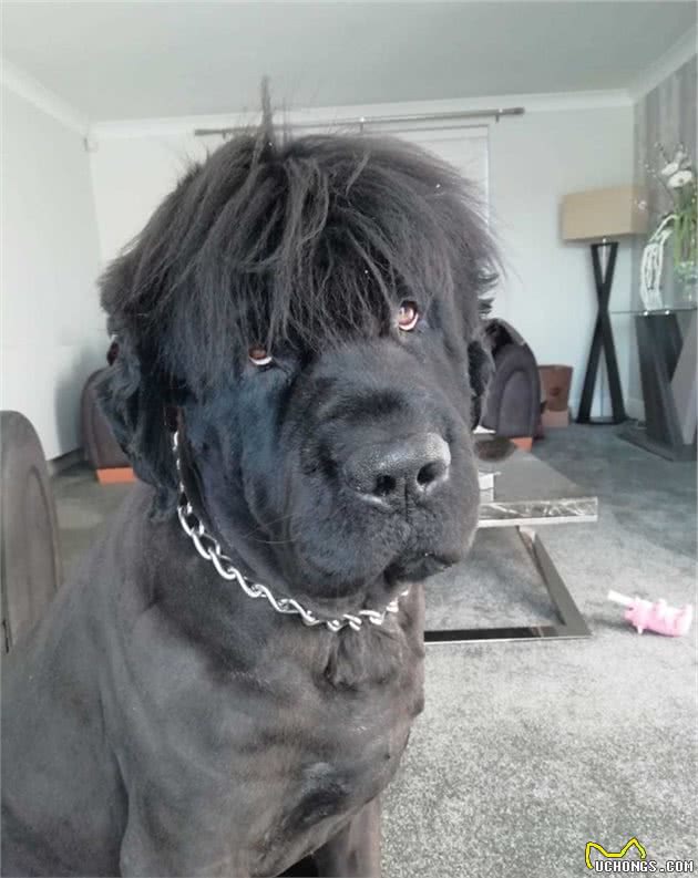 汪界巨婴无误，温柔的纽芬兰犬长大也把自己当宝宝还会帮溜马