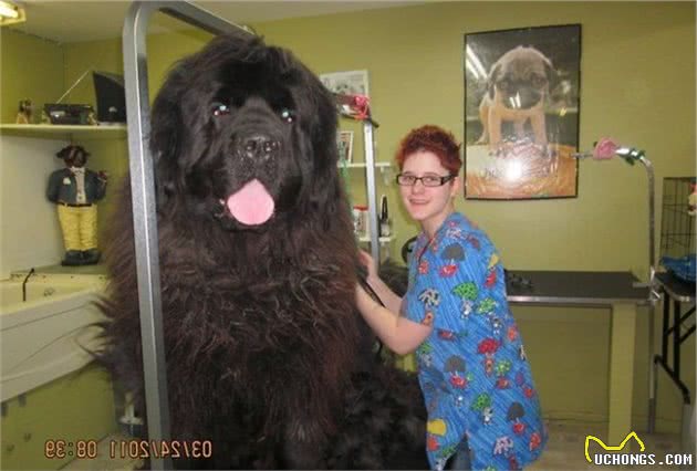 汪界巨婴无误，温柔的纽芬兰犬长大也把自己当宝宝还会帮溜马
