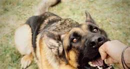 这几种情况下，狗狗可能会突然攻击人，自己的主人也不例外