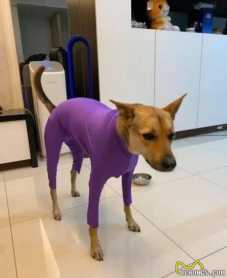 穿上婆婆买的新衣服后，狗狗的表情亮了！哈哈哈哈