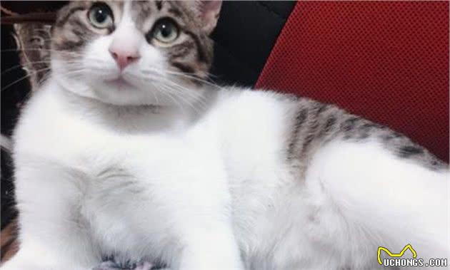 想养好狸花猫并不难，只需做好下面这几点