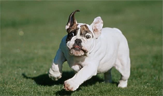英国斗牛犬和法国斗牛犬，有什么区别？为什么价格那么高？