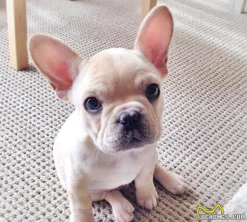 英国斗牛犬和法国斗牛犬，有什么区别？为什么价格那么高？