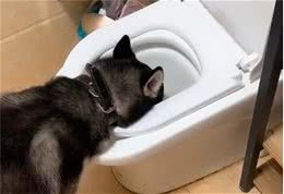 狗狗爱喝马桶里的水，别觉得恶心，是有原因的