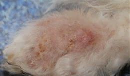 狗爪子被细菌感染了是什么样子