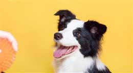 新手！我劝你不要养“边境牧羊犬”，不然哭都没眼泪