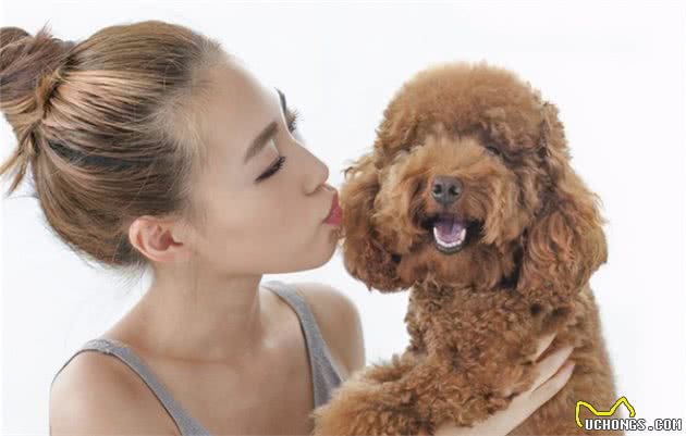 想养狗？不妨考虑下这7种狗，好养又不贵