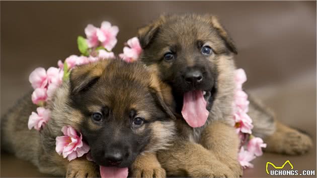 德国牧羊犬霸气且冷漠，对主人却是无私奉献，养它就对了