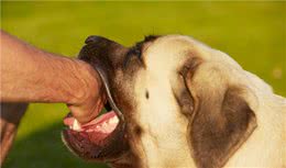 幼犬狗狗有这个爱咬坏习惯很危险，可以试试这个方法进行改正