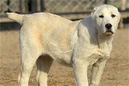 惊！原来爱犬夏天易患这些疾病